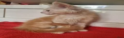 Maine Coon cats for sale: Beautiful Maine Coon Kittens  - Advert 8