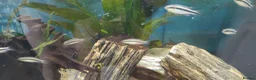 Cichlids fish for sale: Kribensis cichlid Tropical Fish in Tamworth - Advert 1
