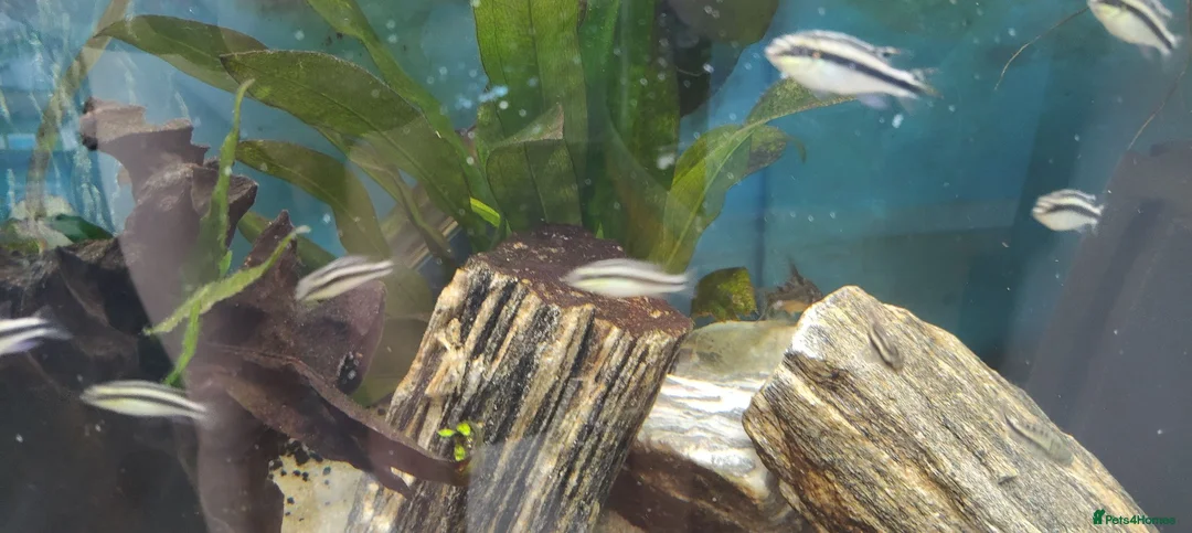 Cichlids fish for sale: Kribensis cichlid Tropical Fish in Tamworth - Advert 1