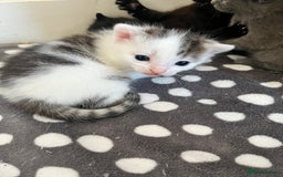 Mixed Breed cats for sale: Gorgeous White/Tabby Kitten   - Image 13