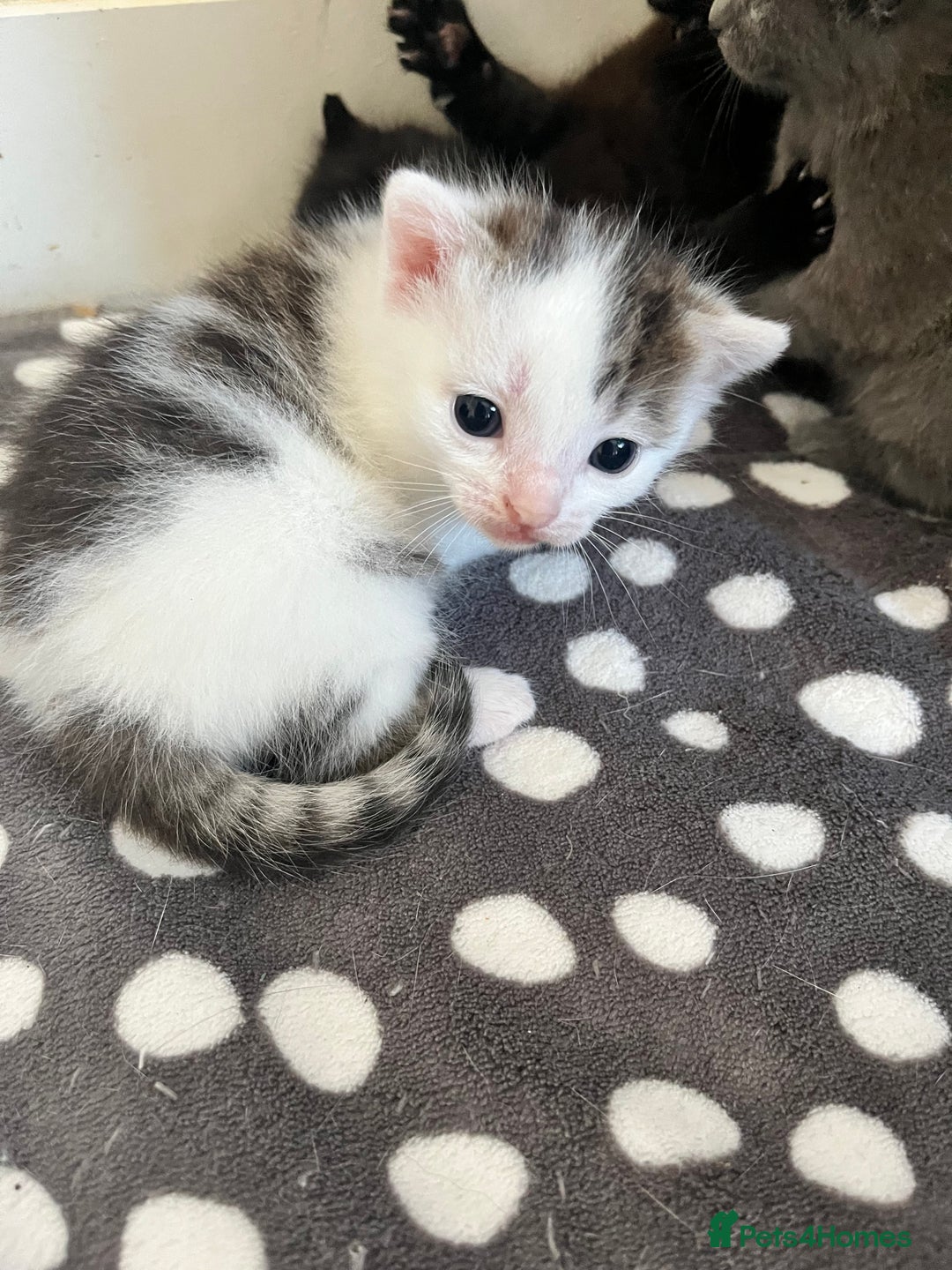 Mixed Breed cats for sale: Gorgeous White/Tabby Kitten   - Image 13