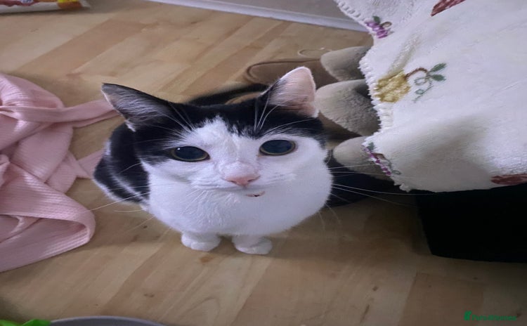 Domestic Shorthair cats - Advert 1