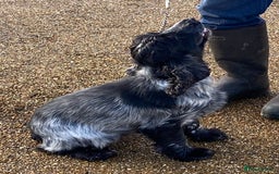 Cocker Spaniel dogs for sale: Adorable show cocker spaniel - Image 1