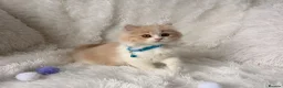 British Shorthair cats for sale: ⭐️ £399 BRITISH CREAM SHORTHAIR AND LONG HAIRED⭐️ - Advert 2