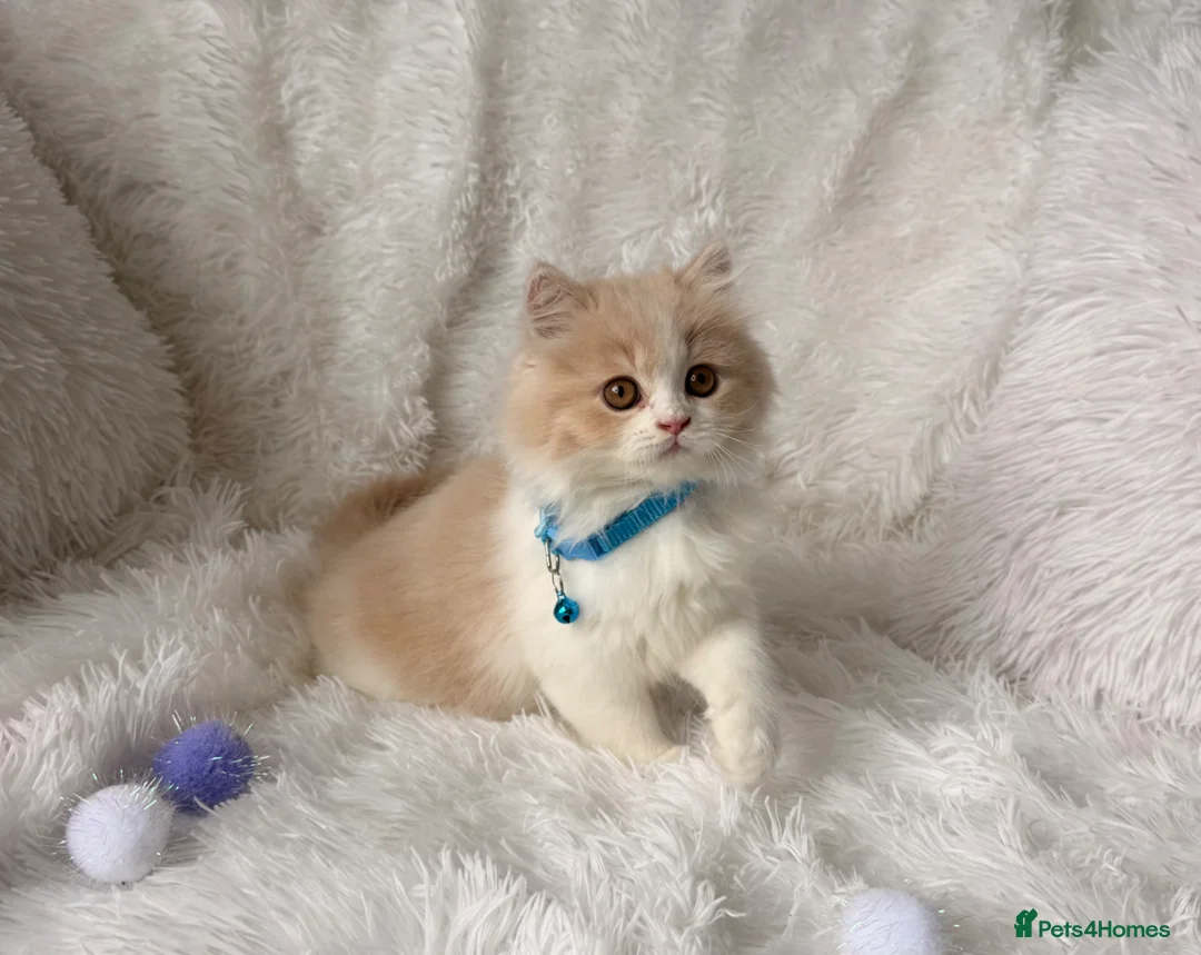 British Shorthair cats for sale: ⭐️ £399 BRITISH CREAM SHORTHAIR AND LONG HAIRED⭐️ - Advert 2