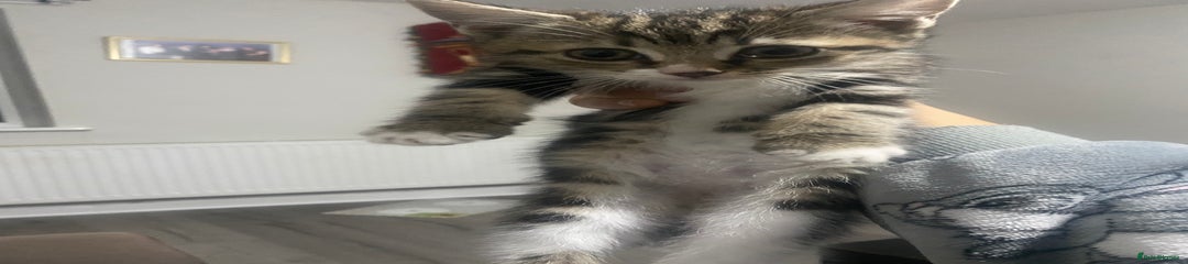 British Shorthair Kitten 3