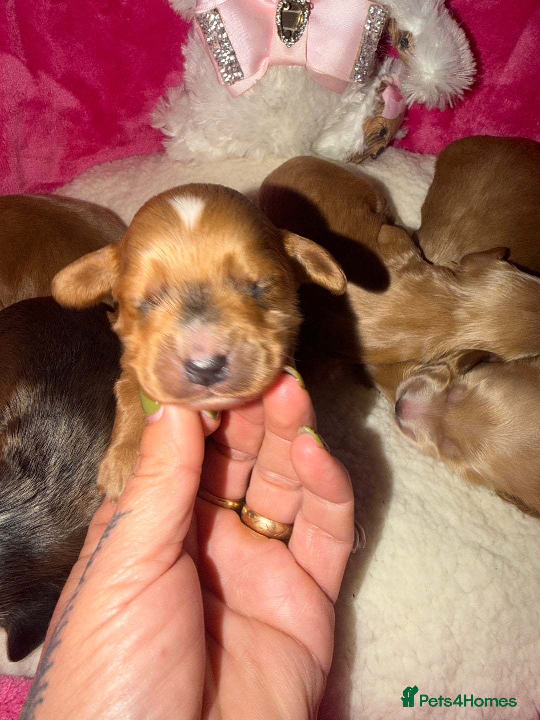 Cockapoo dogs for sale: Cockapoo pups  - Advert 22