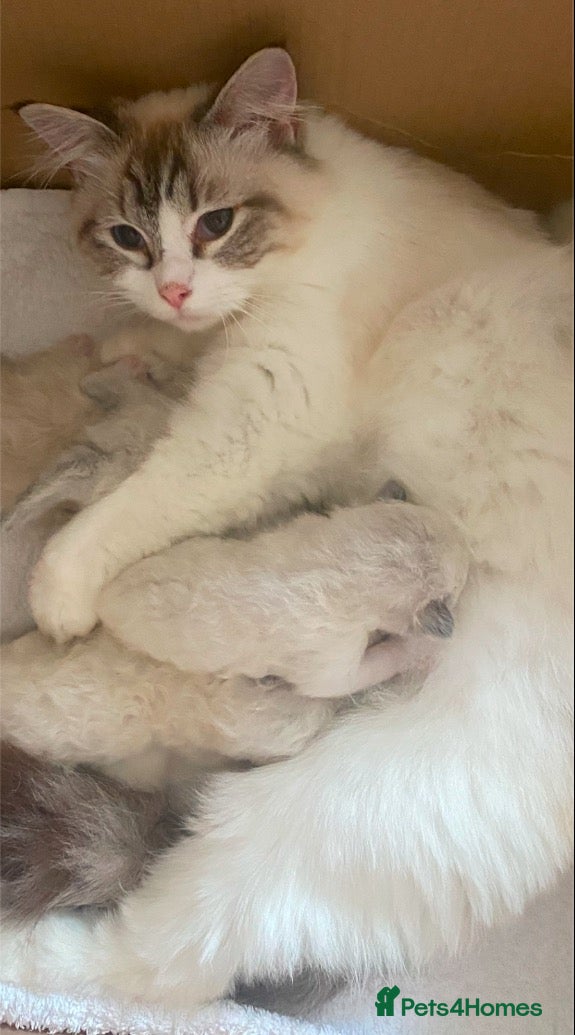 Ragdoll cats Beautiful, Adorable & Friendly Ragdoll Kitten  - Advert 2