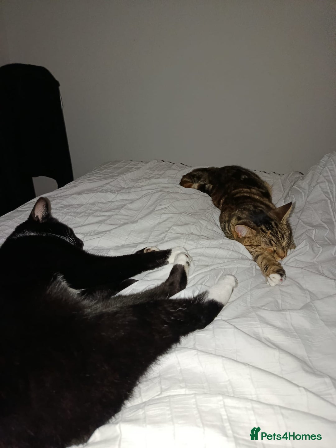 Mixed Breed cats for sale: Lovely Bonded pair (M+F) - must stay together - Advert 6