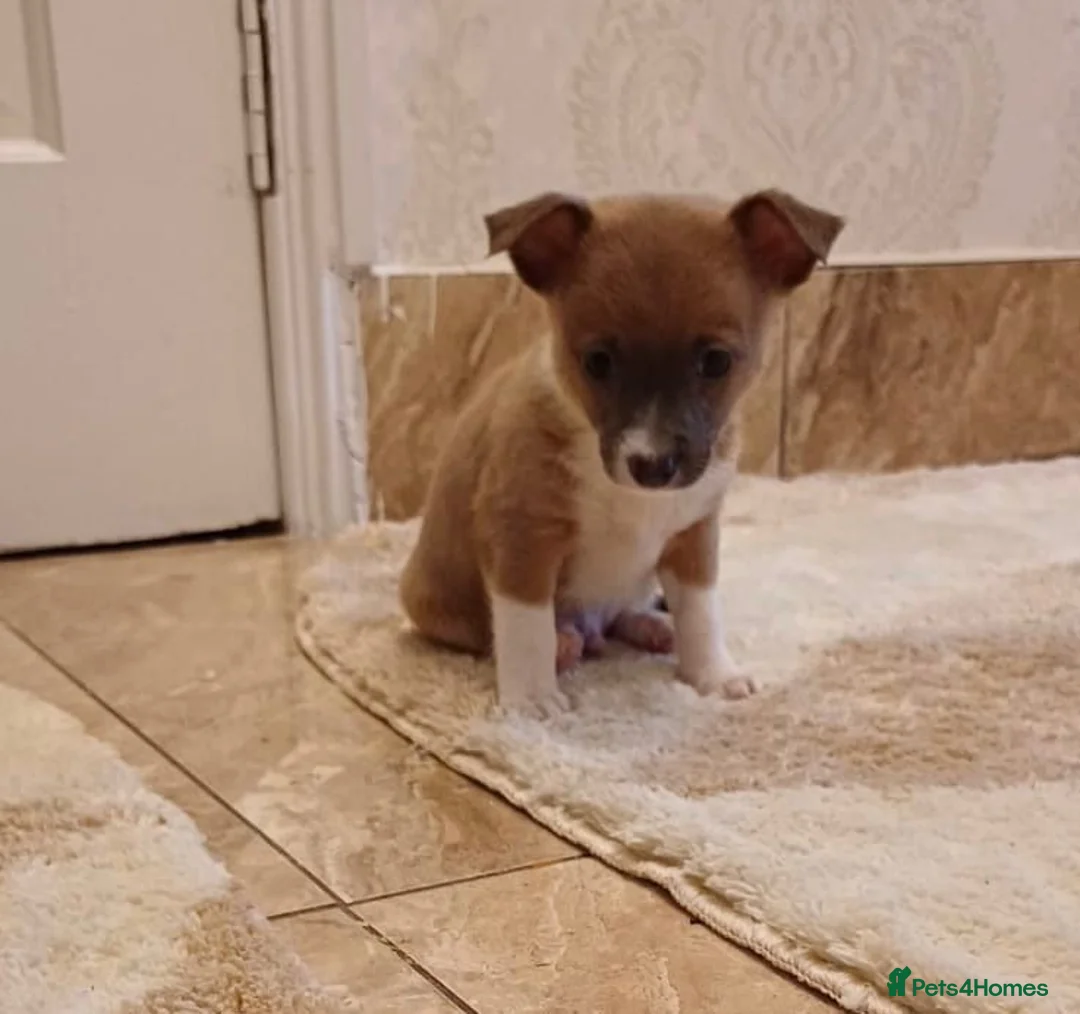 Chihuahua dogs for sale: Chihuahua Puppies  - Advert 14