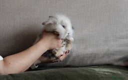 Mixed Breed rabbits for sale: Lion head lop mix - Image 2