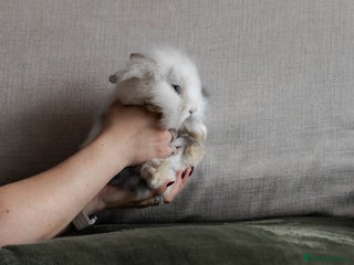 Mixed Breed rabbits Lion head lop mix - Advert 6