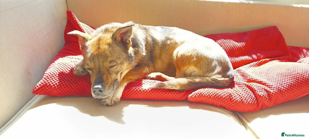 Mixed Breed dogs for adoption: Erica - Norwich Norfolk  - Advert 2