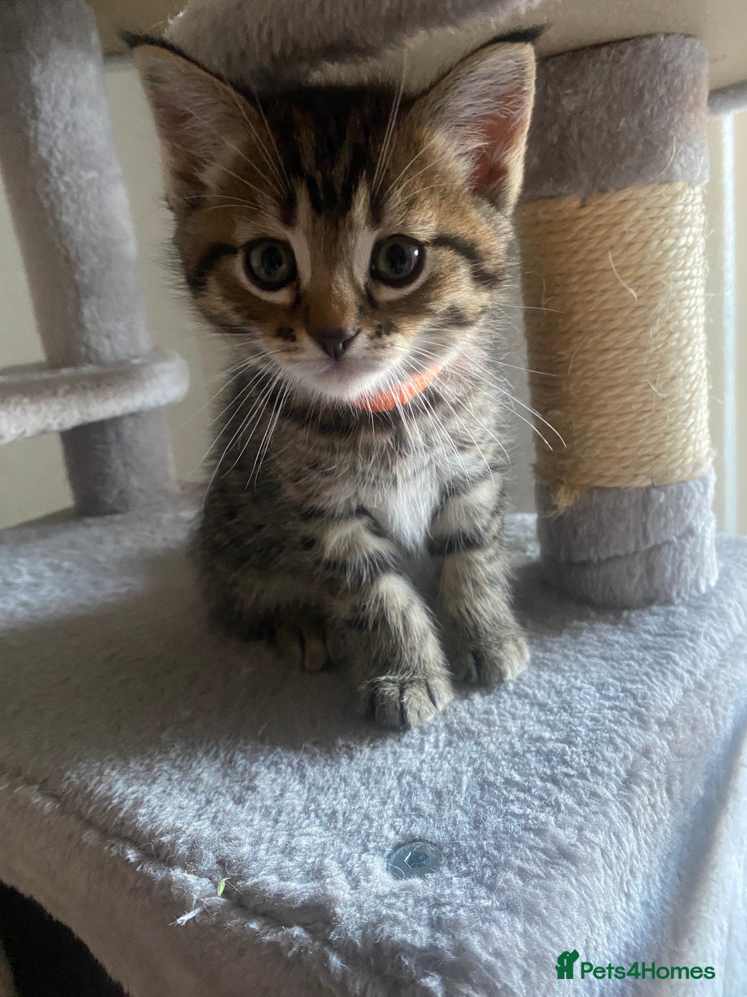 Bengal cats for sale: ‼️ RESERVED  ‼️Bengal x Persian  - Image 19