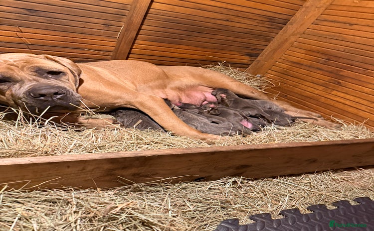 Cane Corso dogs Beautiful Cane Corso puppies available - Advert 1