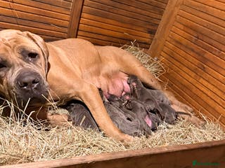 Cane Corso dogs Beautiful Cane Corso puppies available - Advert 1