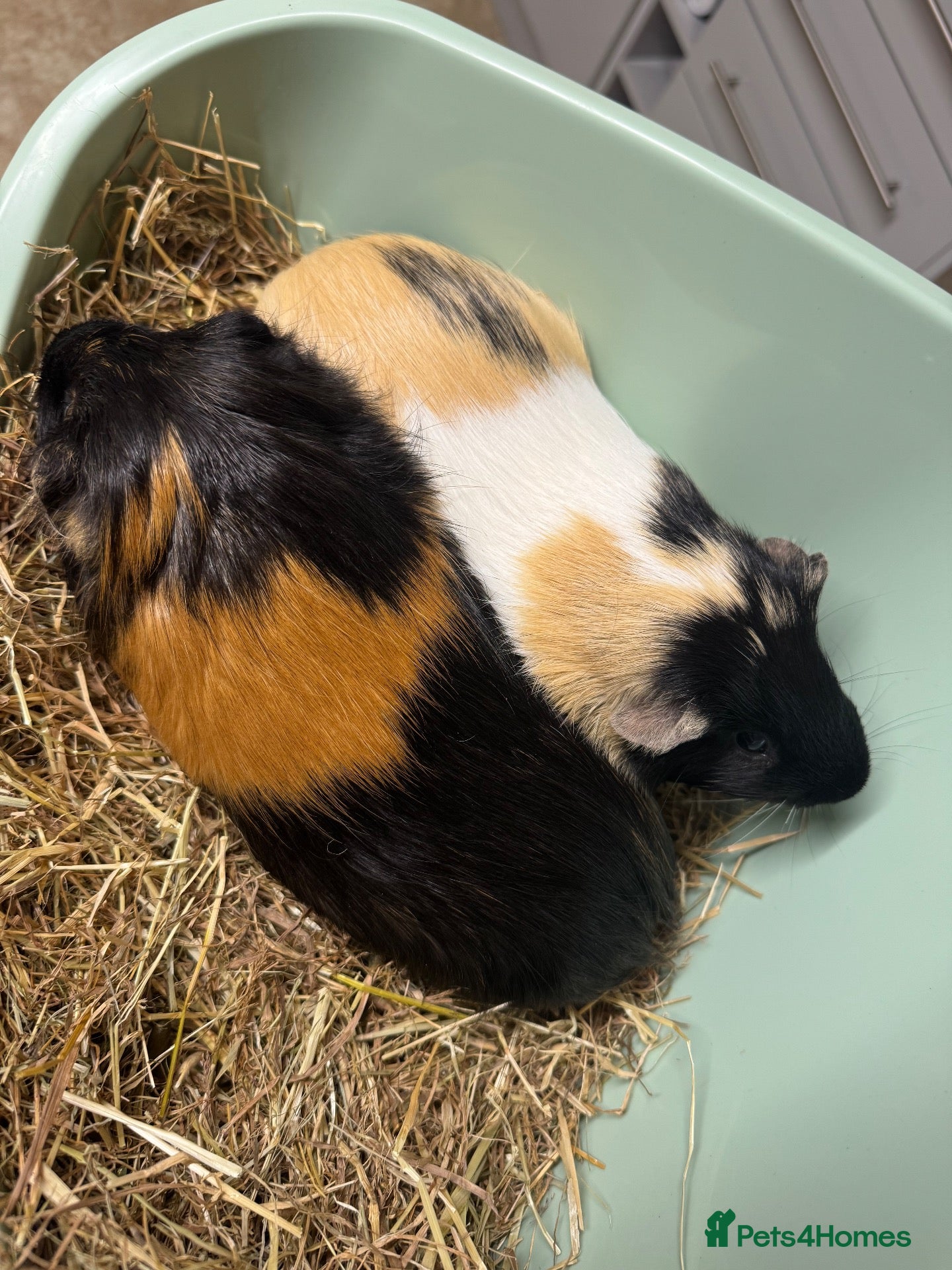 Guinea Pig rodents 2 bonded board with all supplies - Advert 5