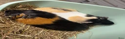 Guinea Pig rodents for sale: 2 bonded board with all supplies in ELY - Advert 1