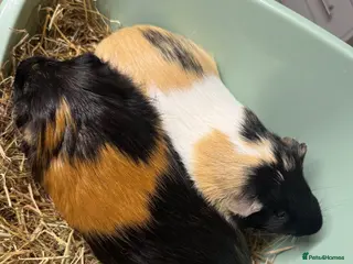 Guinea Pig rodents 2 bonded board with all supplies - Advert 1