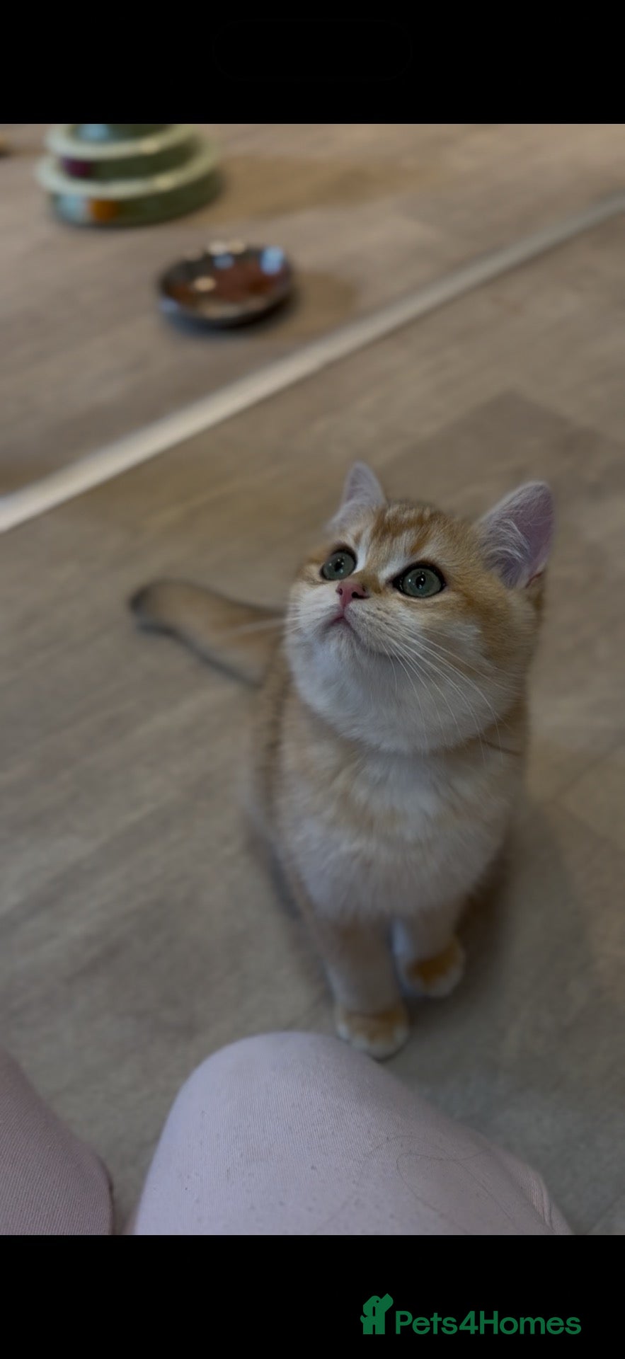 British Shorthair cats LAST Vet bred Teddybear Lap cat GCCF - Advert 8