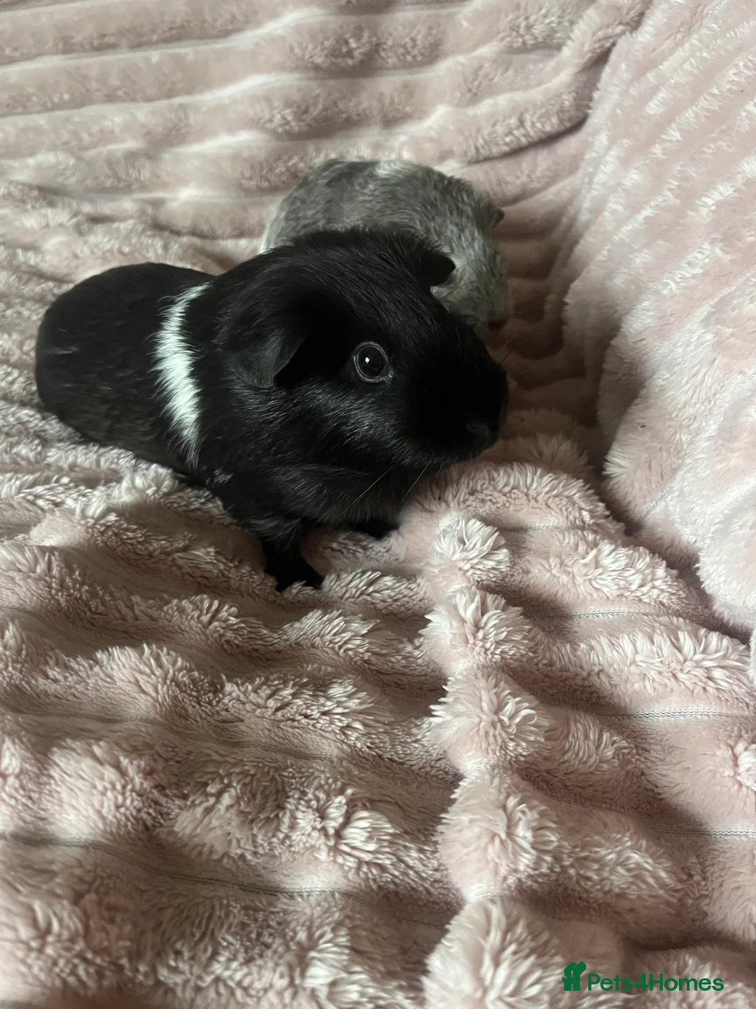 Guinea Pig rodents for sale: Mother and daughter guinea pigs in Southampton - Advert 8