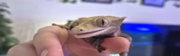 Gecko reptiles for sale: Beautiful Female Crested Gecko with full set up 🌿 - Advert 6