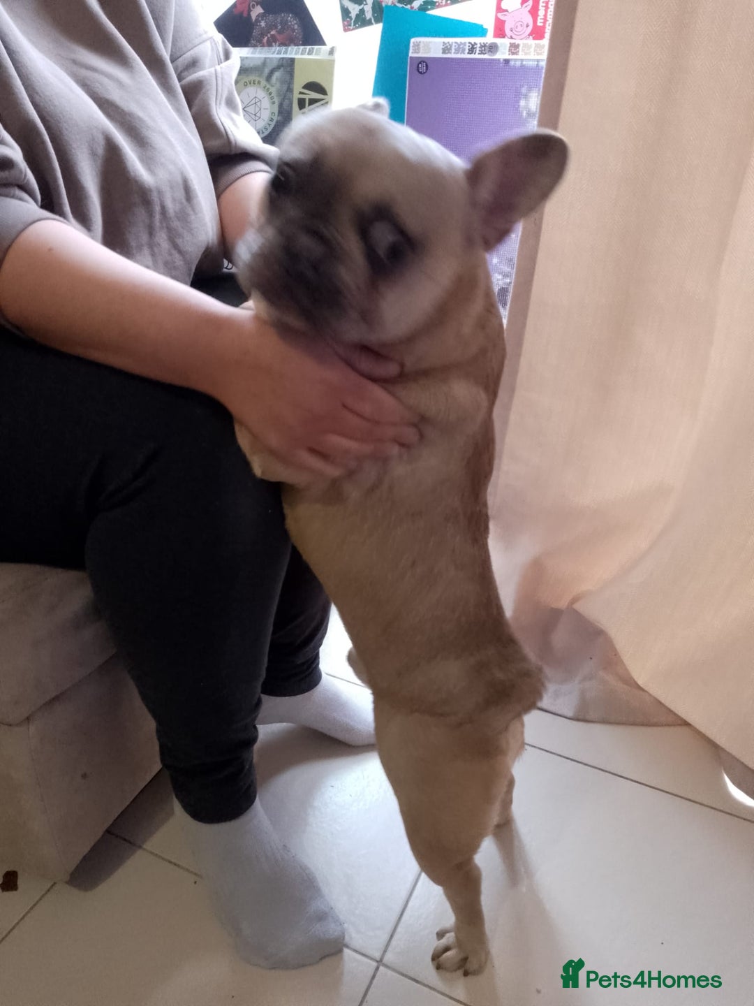 French Bulldog dogs for sale: male french bulldog  - Advert 3