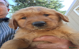 Golden Retriever dogs for sale: Quality Kc Reg. Golden retriever Puppies - Image 3