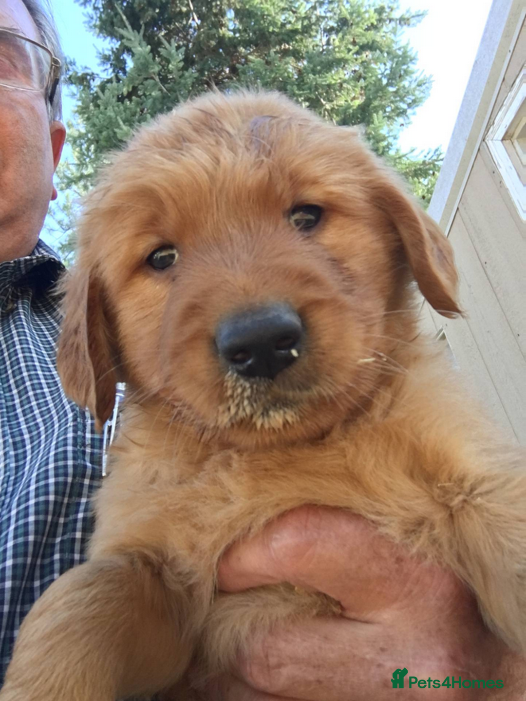 Golden Retriever dogs for sale: Quality Kc Reg. Golden retriever Puppies - Image 3