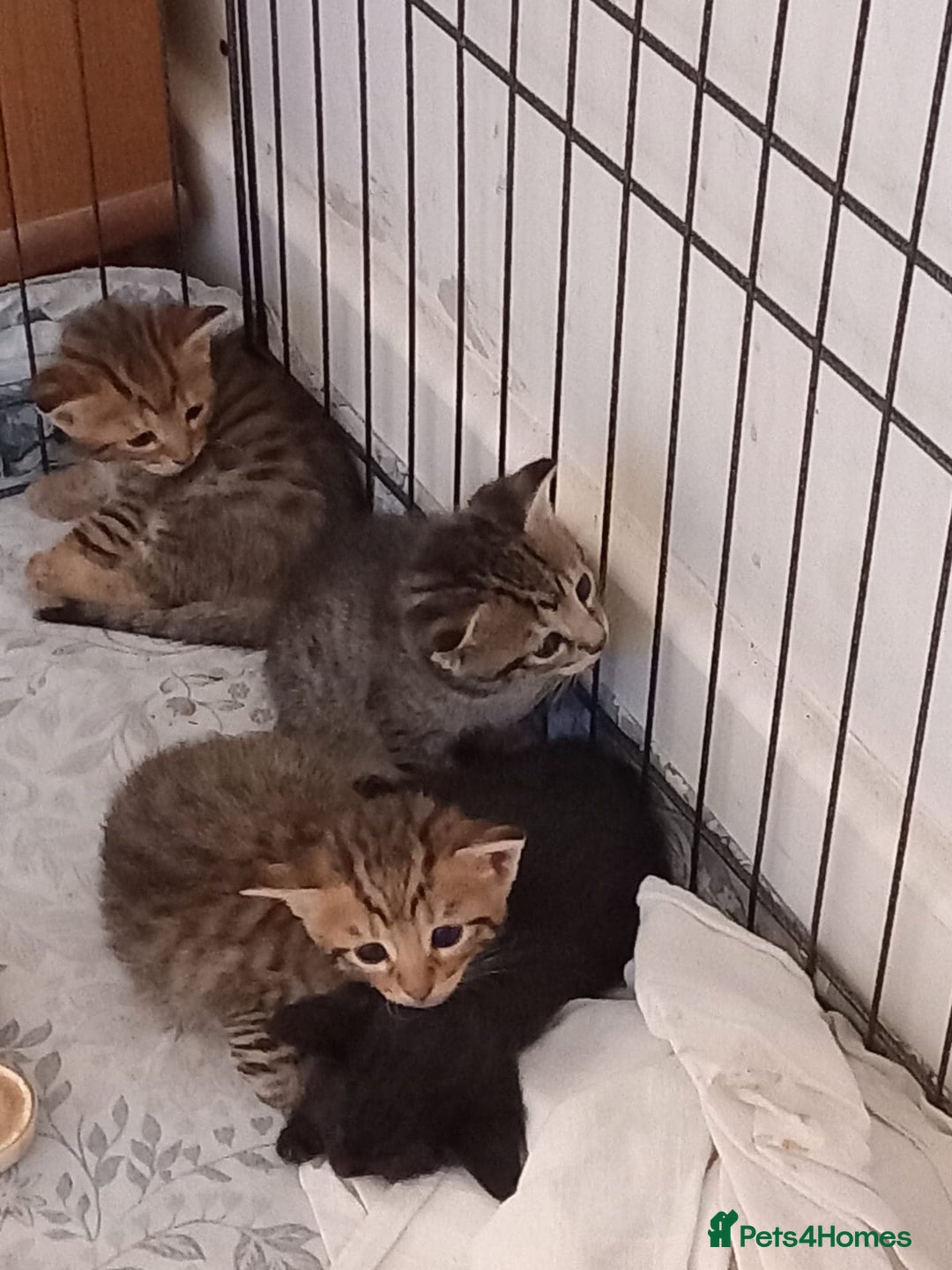 Mixed Breed cats for sale: Kittens F5 savannah - Image 16