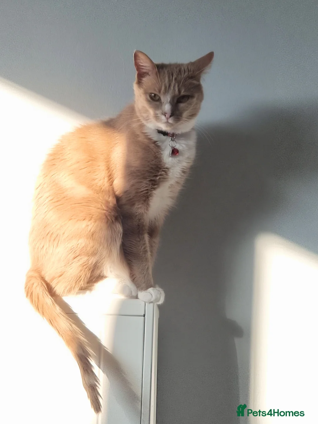 Mixed Breed cats for sale: Beautiful boy - Advert 1