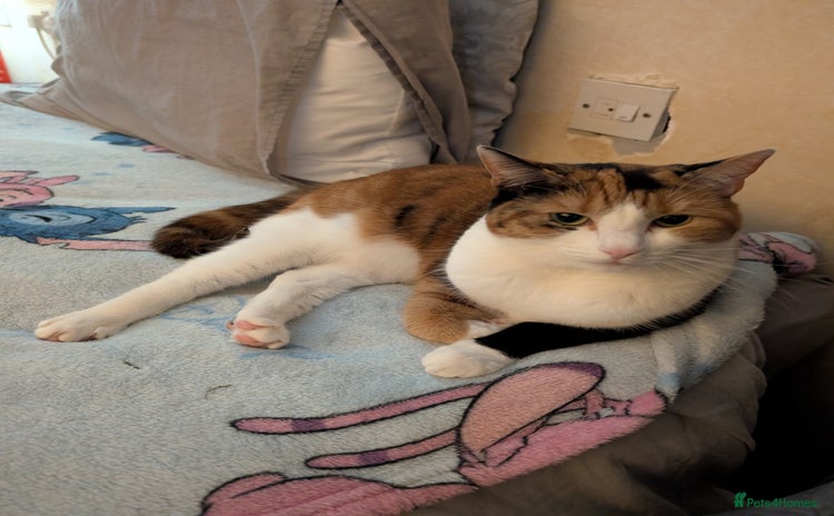 Domestic Shorthair cats - Advert 1