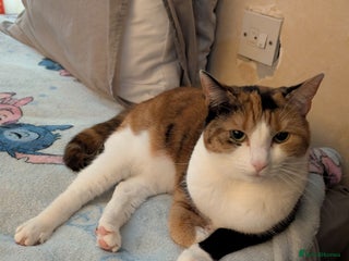 Domestic Shorthair cats - Advert 30