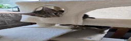 Mixed Breed cats for sale: Three beautiful kittens for sale  - Advert 7