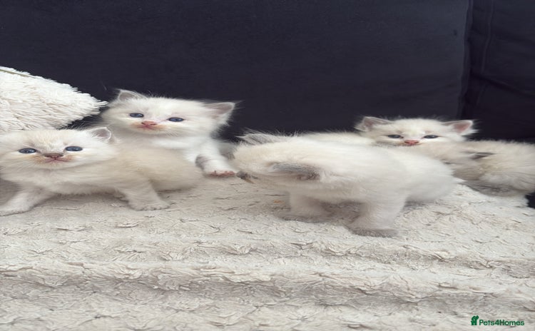Ragdoll cats for sale - Advert 1