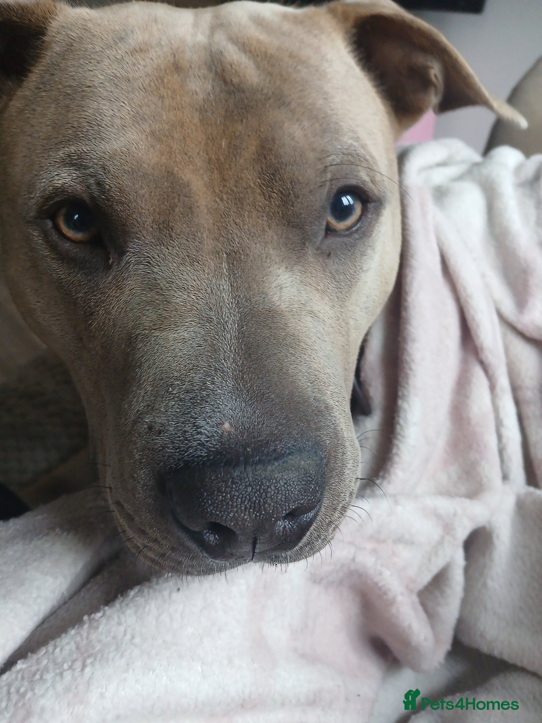 Mixed Breed dogs for sale: Rocky - Advert 3