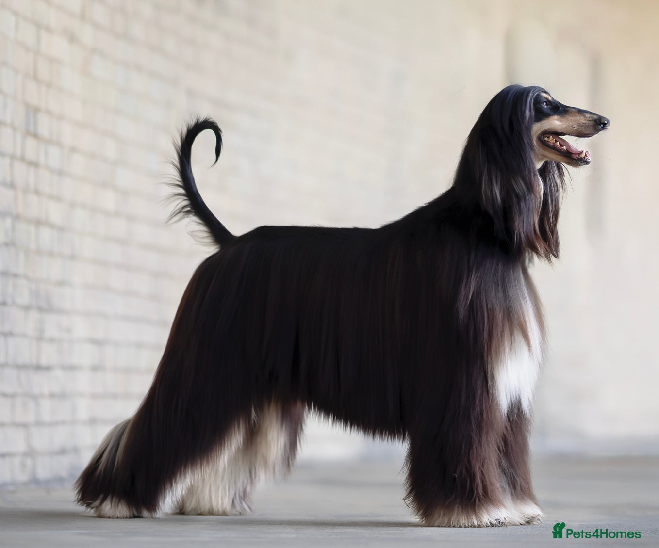 Afghan Hound dogs Afghan Hound Litter AVAILABLE - Advert 12