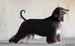 Afghan Hound dogs for sale: Afghan Hound Litter AVAILABLE - Image 1