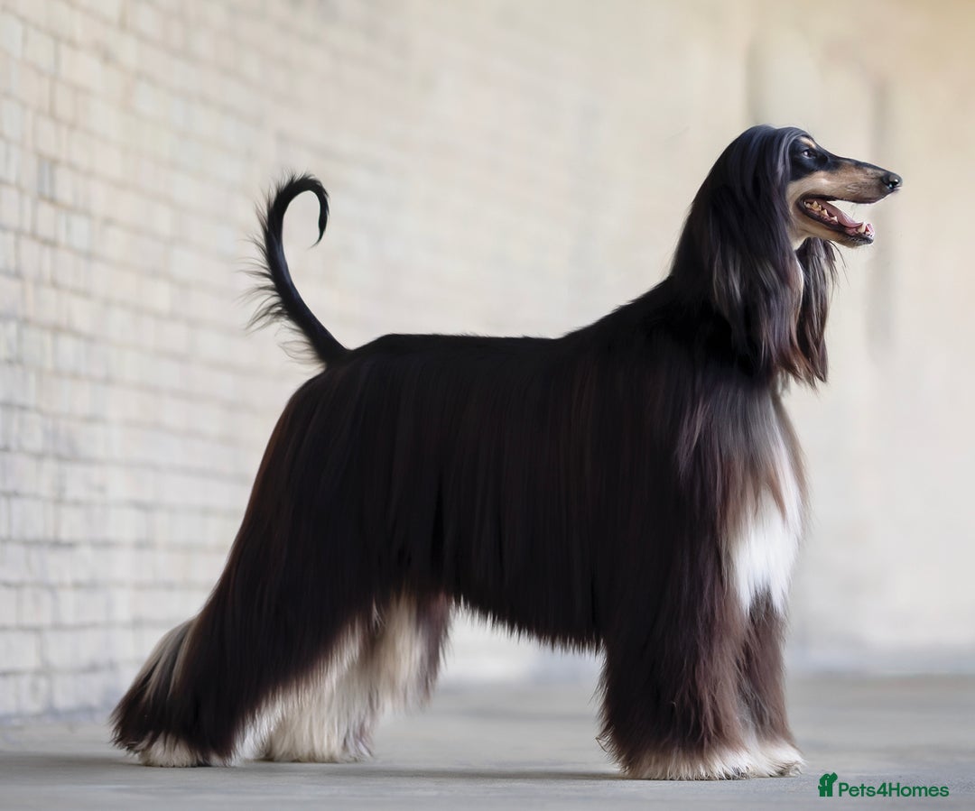 Afghan Hound dogs for sale: Afghan Hound Litter AVAILABLE - Image 1