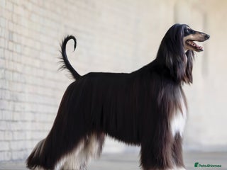 Afghan Hound dogs for sale - Advert 1