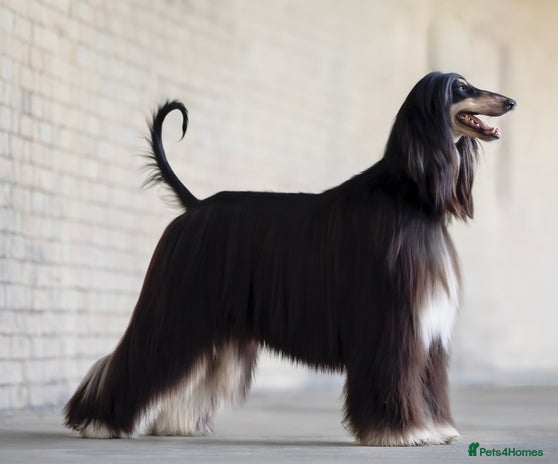 Afghan Hound dogs - Advert 1