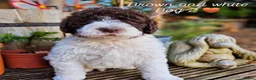 Labradoodle dogs for stud: Hypoallergenic Health Checked Labradoodle PROVEN  - Advert 22