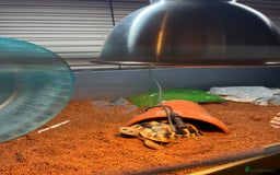 Hermann Tortoise reptiles for sale: Hermann Tortoise for sale - Image 4