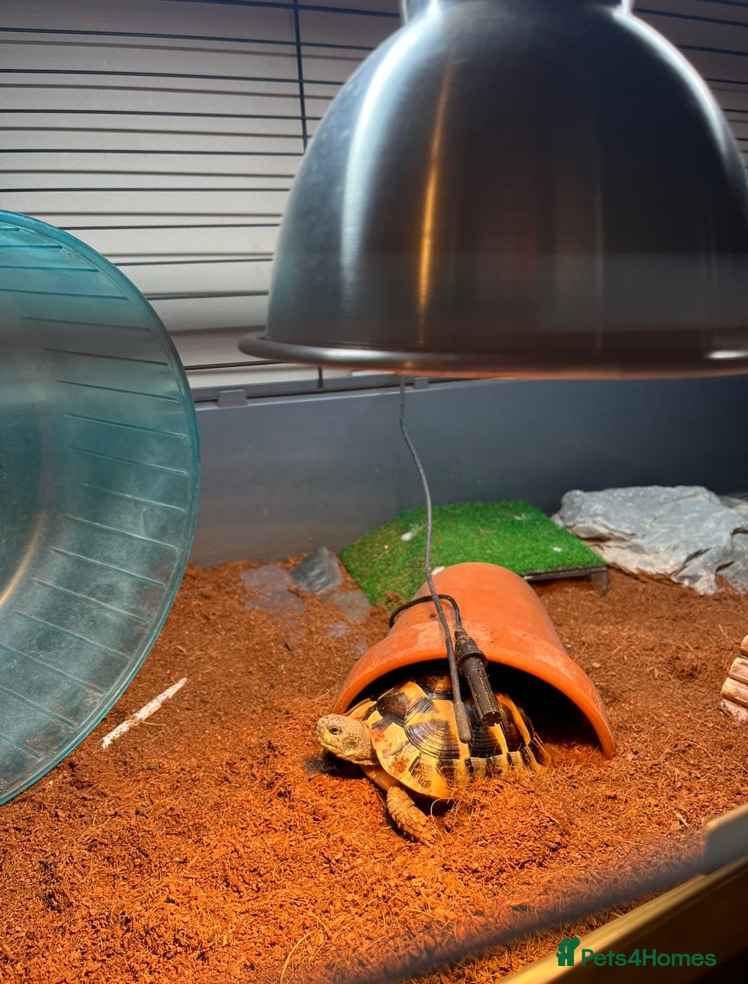 Hermann Tortoise reptiles for sale: Hermann Tortoise for sale - Image 4