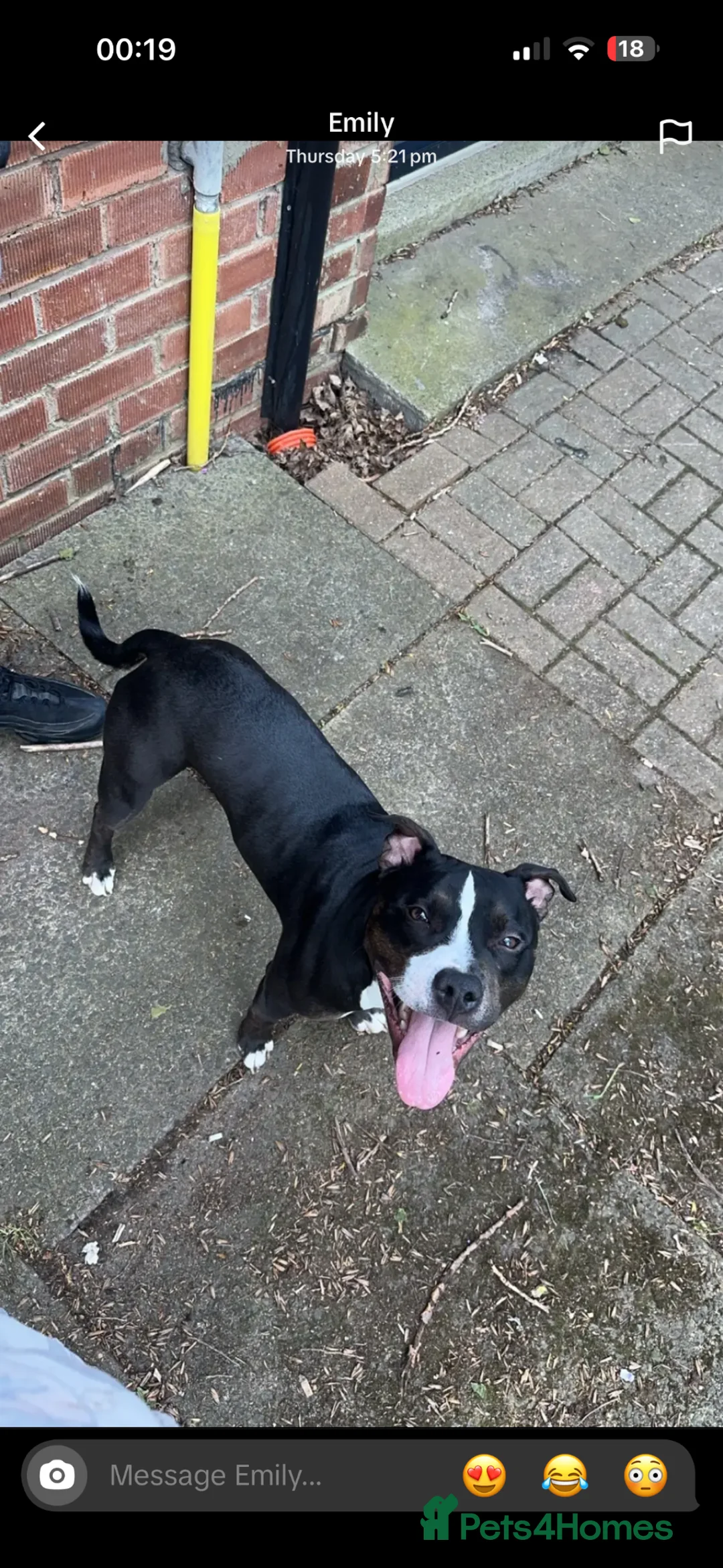 Mixed Breed dogs for sale: Staffy cross  - Advert 2