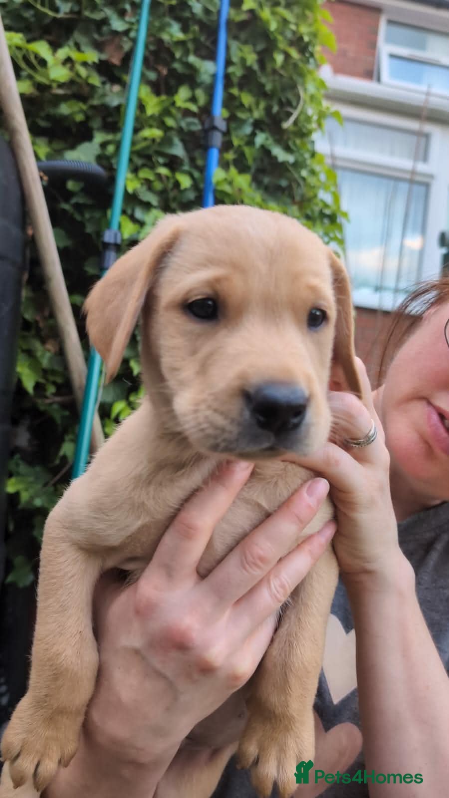 Labrador Retriever dogs Beautiful litter of KC registered Labrador Pups - Advert 2