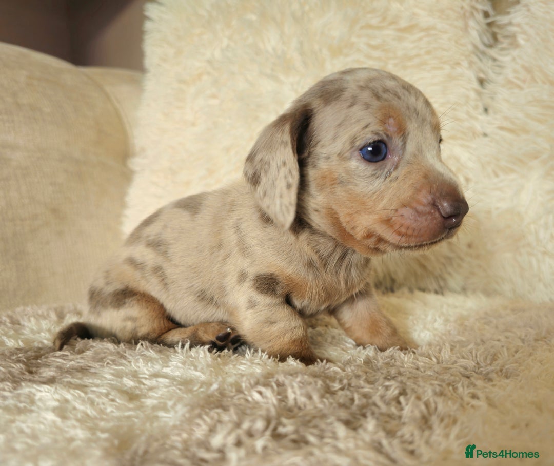 Miniature Dachshund dogs for sale: MINI DACHSHUNDS READY 20TH DEC  - Advert 33