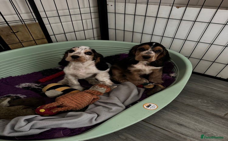 Cocker Spaniel dogs - Advert 8