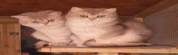 British Shorthair cats for stud: Gccf british reg golden series all colours - Advert 8
