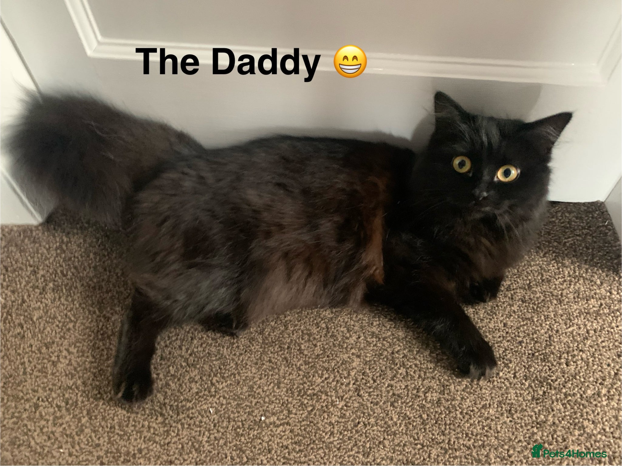 Turkish Angora cats for sale: Longhaired Turkish Angora kittens - 3 boys/4 girls - Advert 9